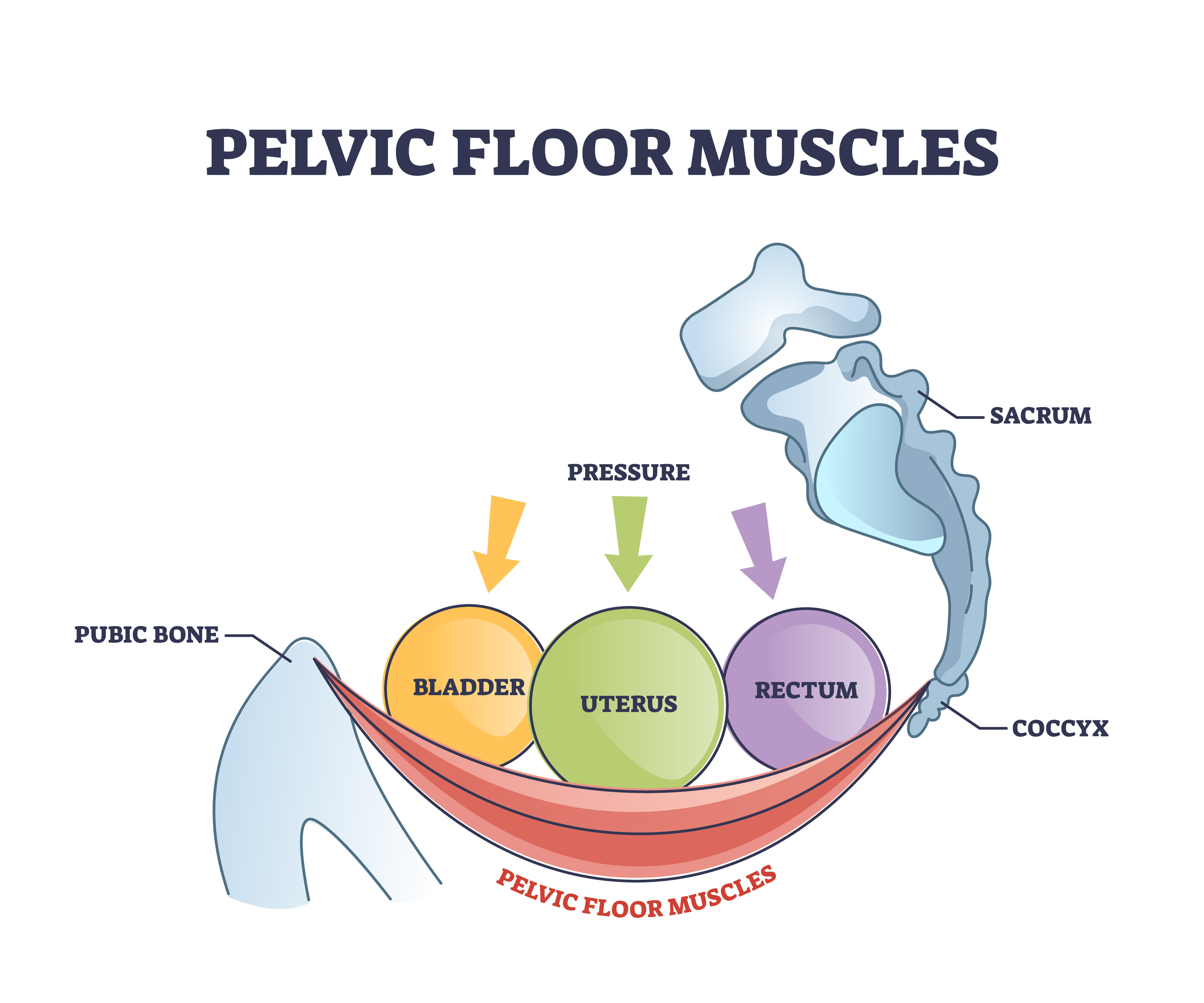 photo of pelvic organs sitting in pelvic floor